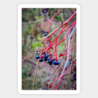 Dogwood Berries 2 Sticker